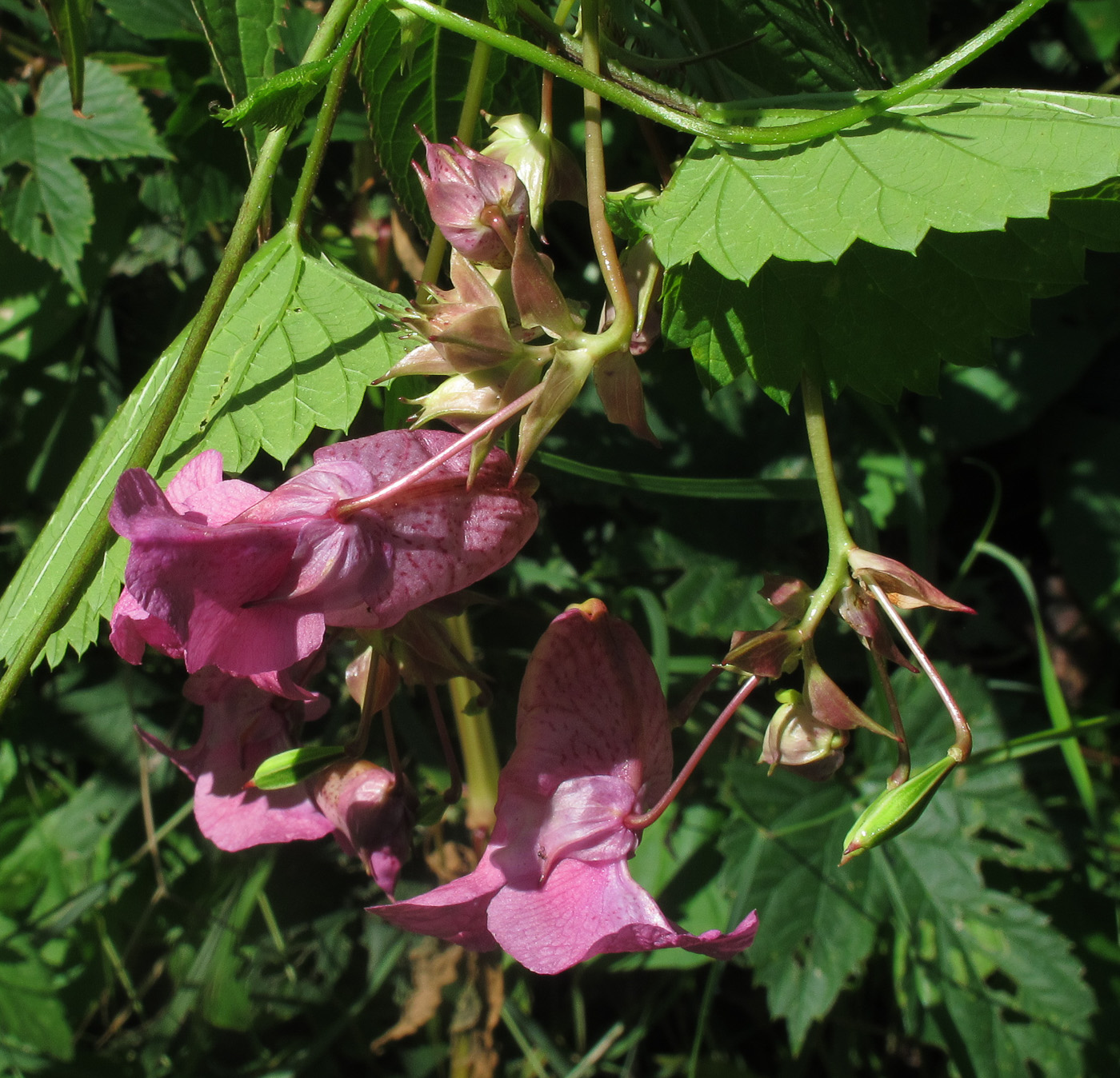 Изображение особи Impatiens glandulifera.