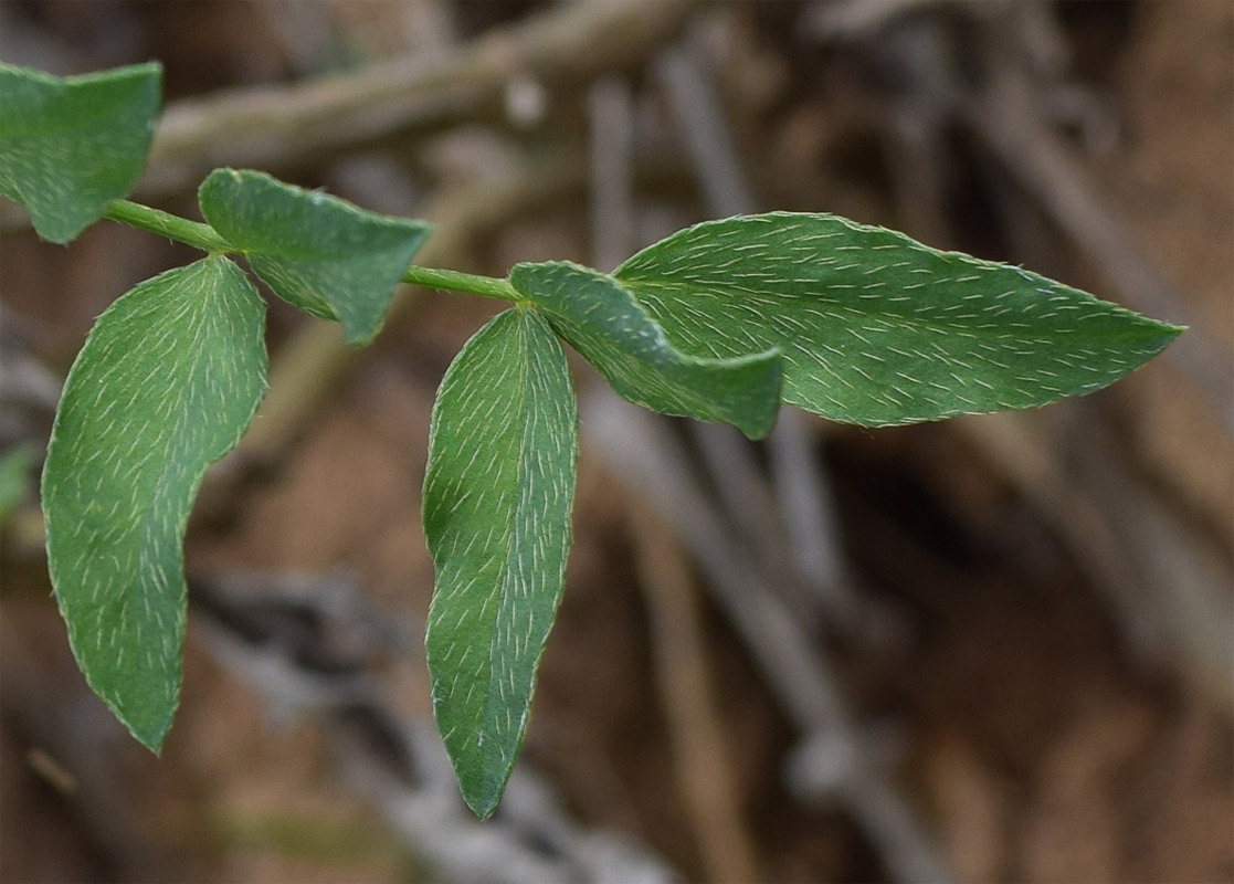 Изображение особи Astragalus ugamicus.