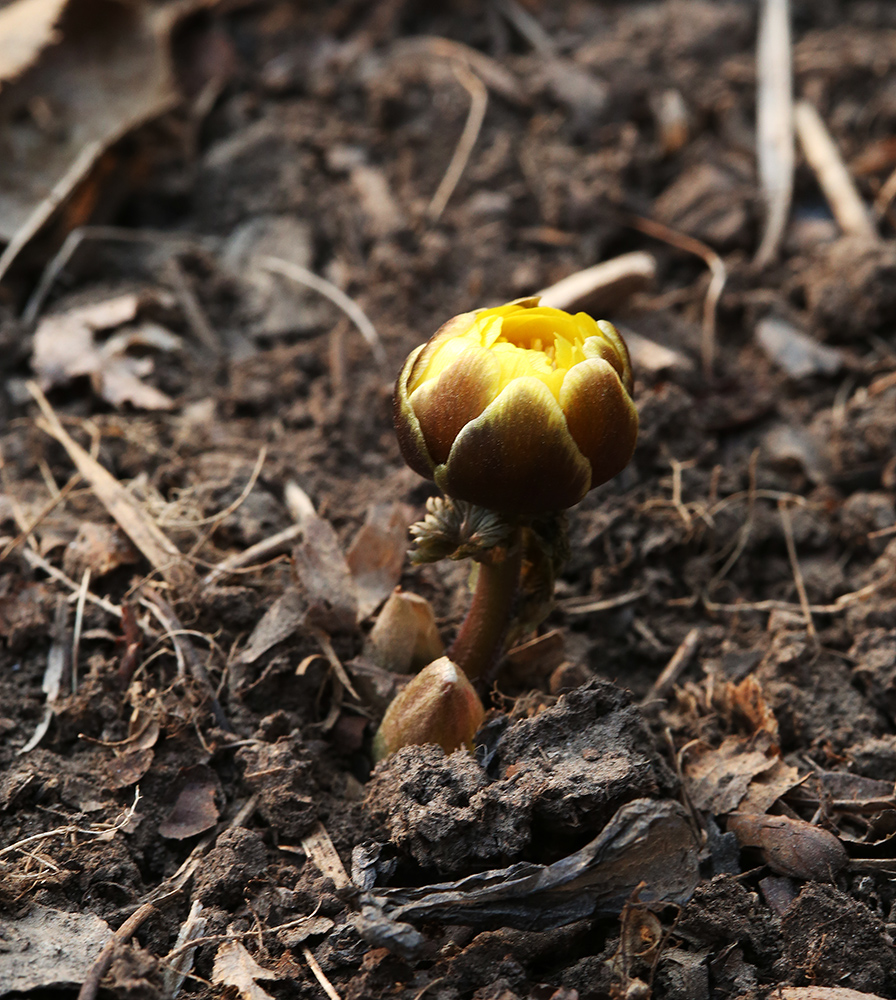 Image of Adonis amurensis specimen.