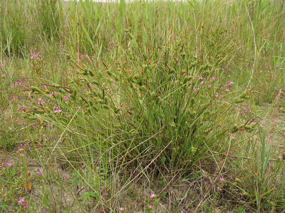 Image of Carex extensa specimen.