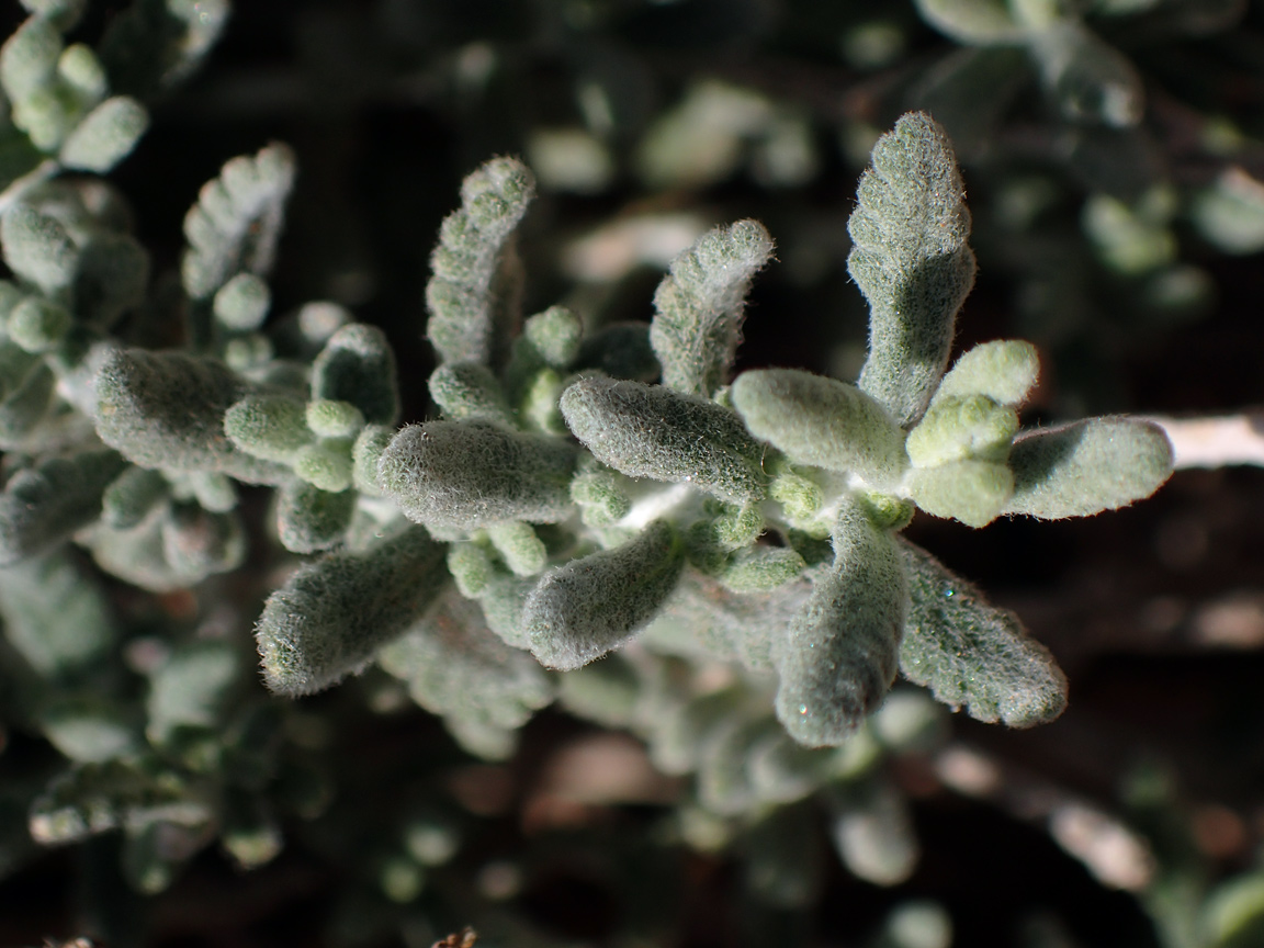 Image of Teucrium capitatum specimen.