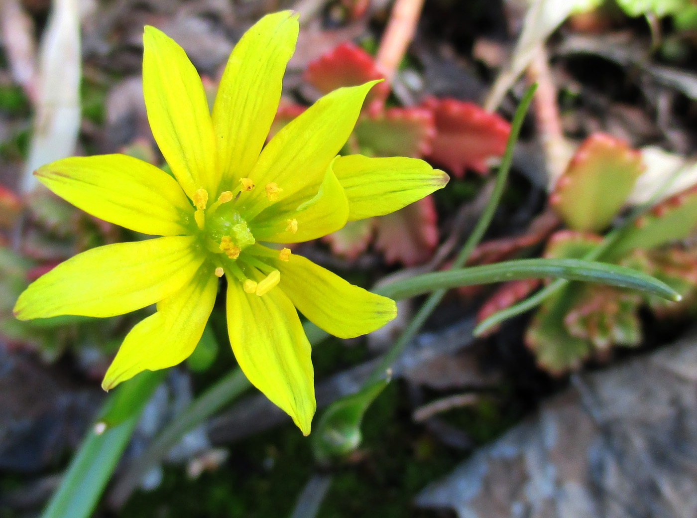 Image of genus Gagea specimen.