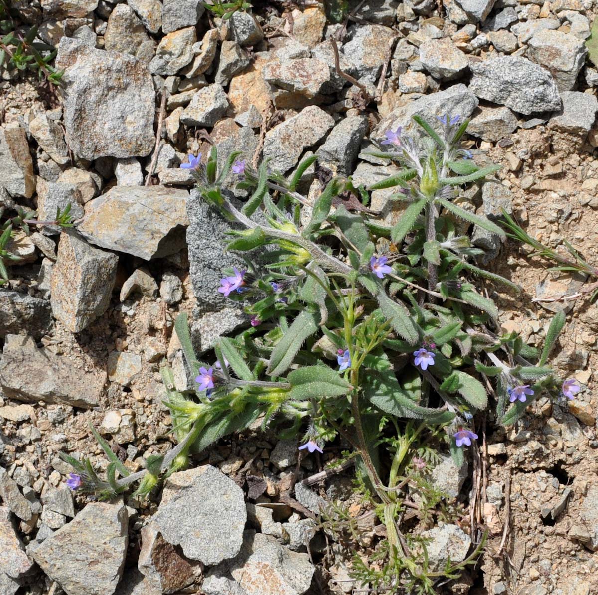 Изображение особи Buglossoides incrassata.