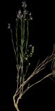 Polygala tenuifolia