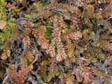 Selaginella helvetica. Вегетирующее растение. Дагестан, Левашинский р-н, окр. с. Леваши, ок. 1400 м н.у.м., склон горы. 26.04.2019.