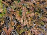 Selaginella helvetica