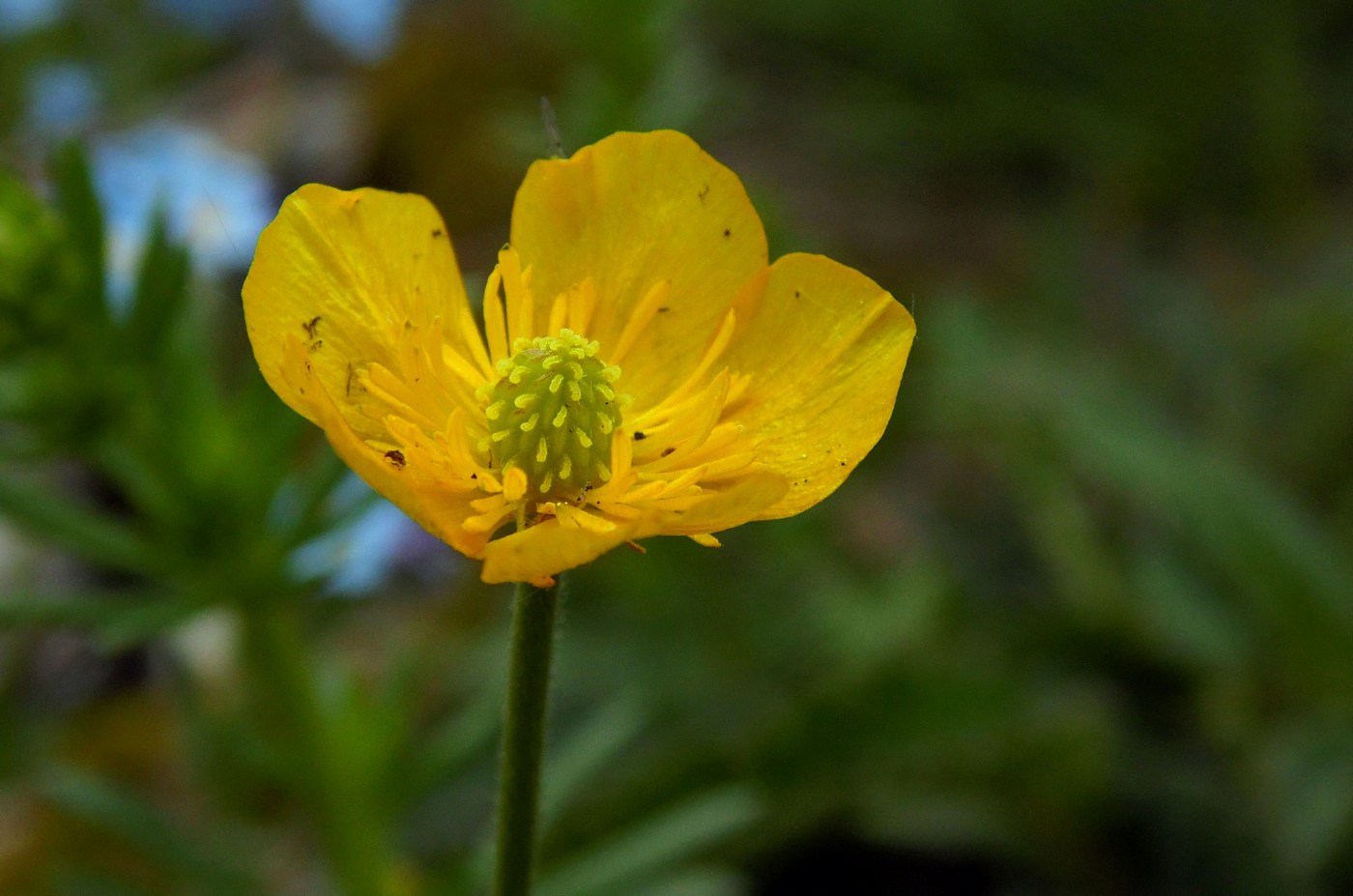 Изображение особи Ranunculus oreophilus.