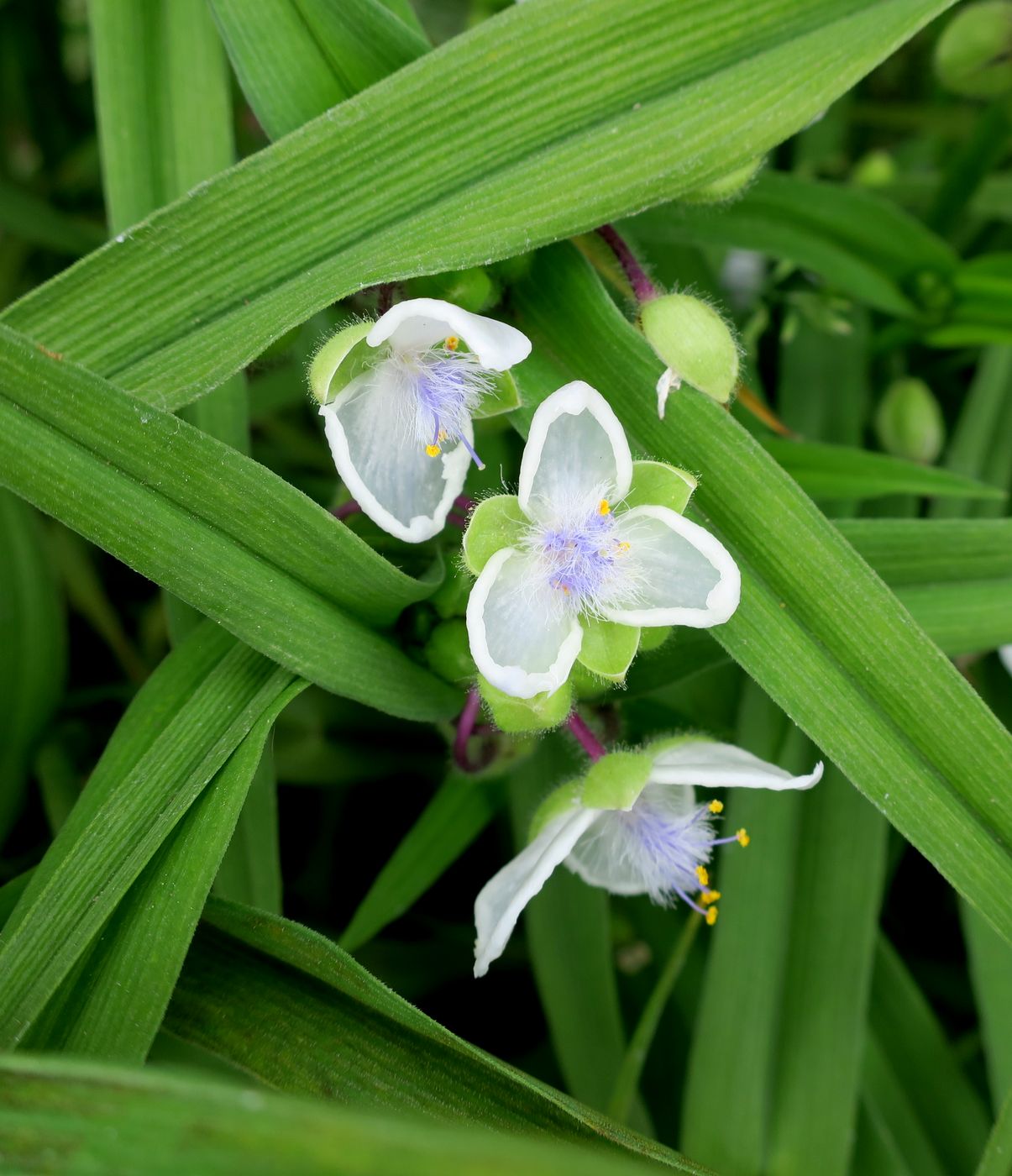 Изображение особи Tradescantia virginiana.