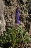 Veronica porphyriana