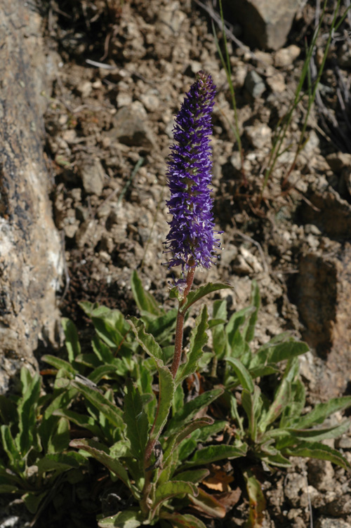 Изображение особи Veronica porphyriana.