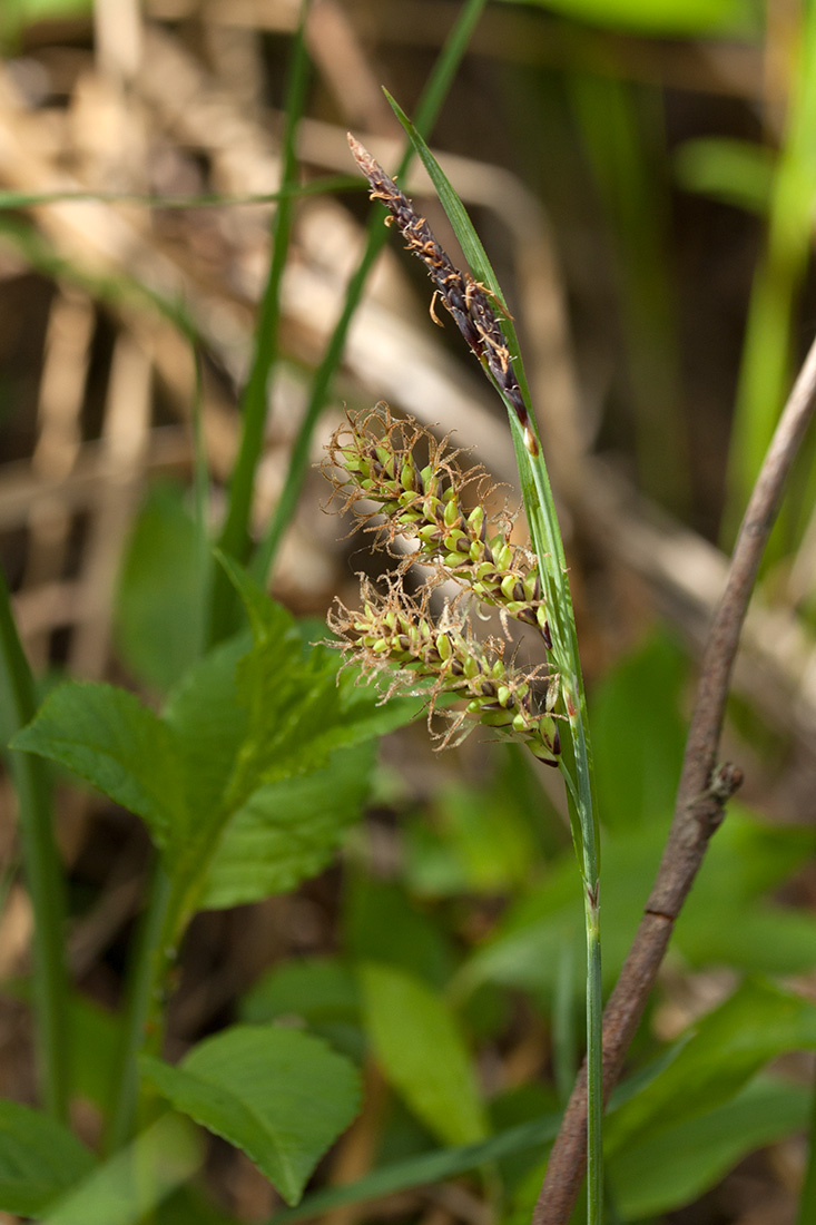 Изображение особи Carex flacca.