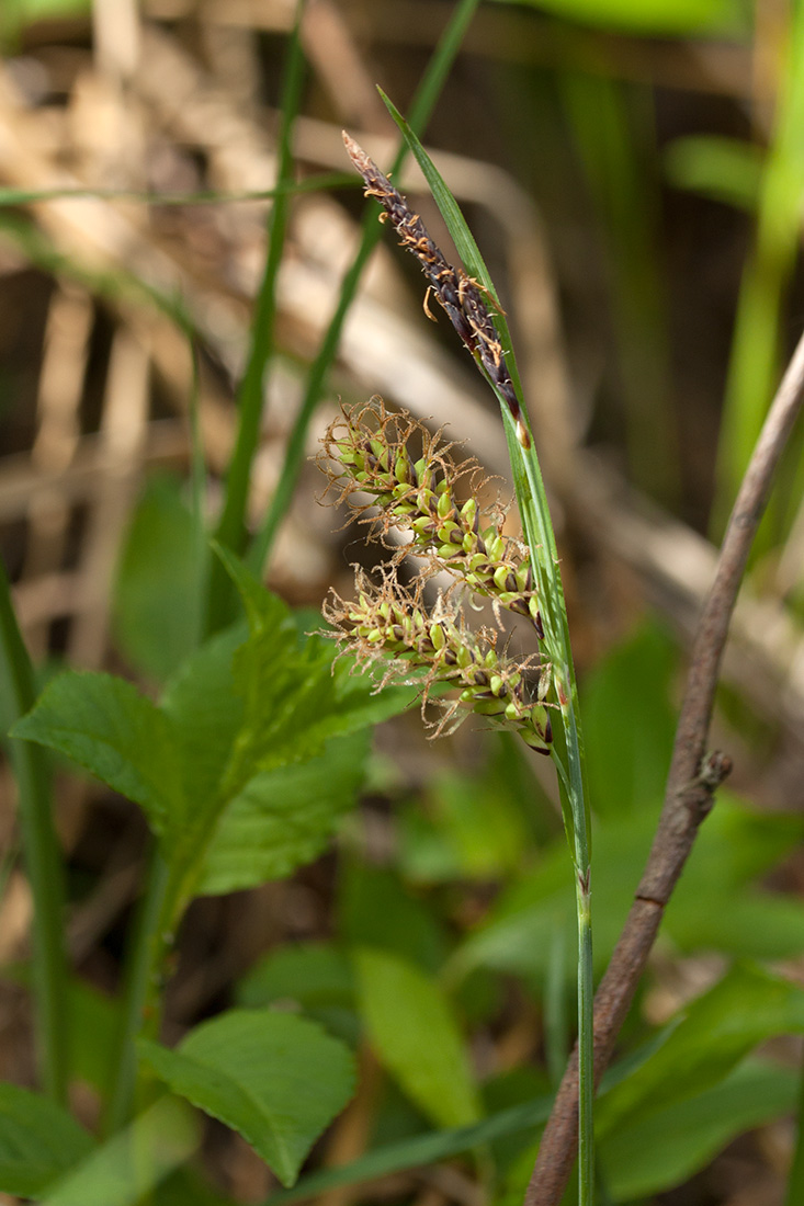 Image of Carex flacca specimen.