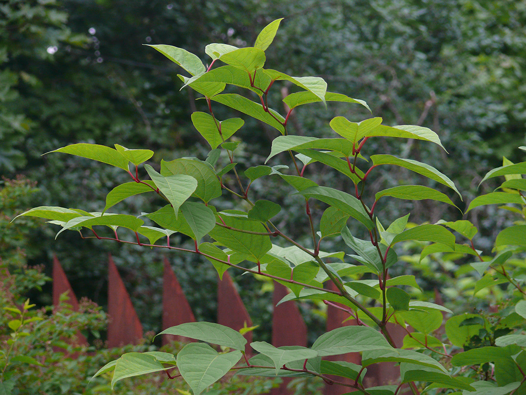 Image of Reynoutria japonica specimen.