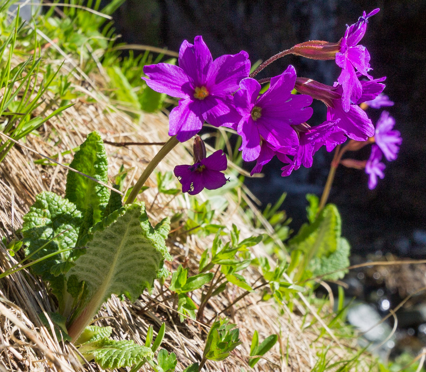 Image of Primula amoena specimen.