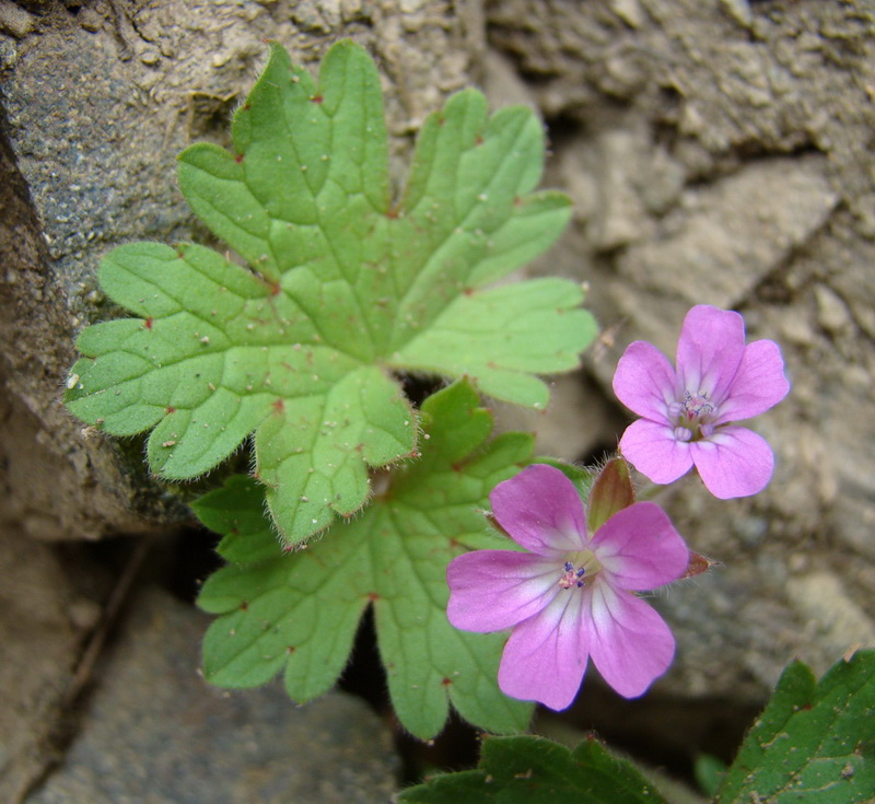 Image of Geranium rotundifolium specimen.