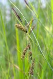 Carex flacca