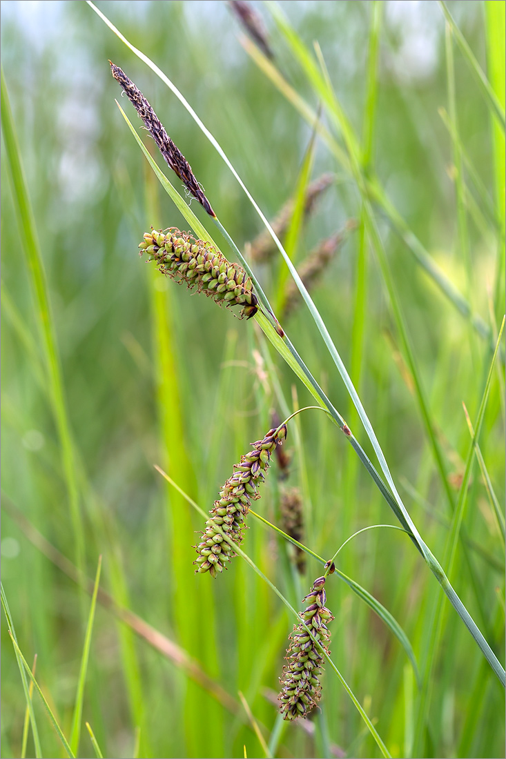 Image of Carex flacca specimen.