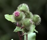 Arctium lappa. Соцветия на верхушке побега. Московская обл., Раменский р-н, окр. дер. Хрипань, обочина внутридачной дороги. 01.08.2019.