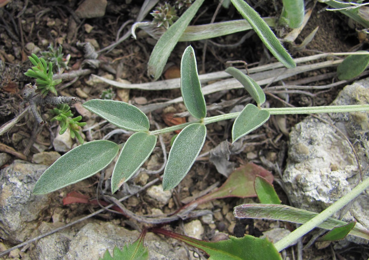 Image of Hedysarum daghestanicum specimen.