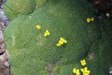 Draba bryoides. Часть подушки с цветками. Карачаево-Черкесия, Тебердинский заповедник, хр. Малая Хатипара, в расщелине скалы, ок. 2950 м н.у.м. 21.07.2019.