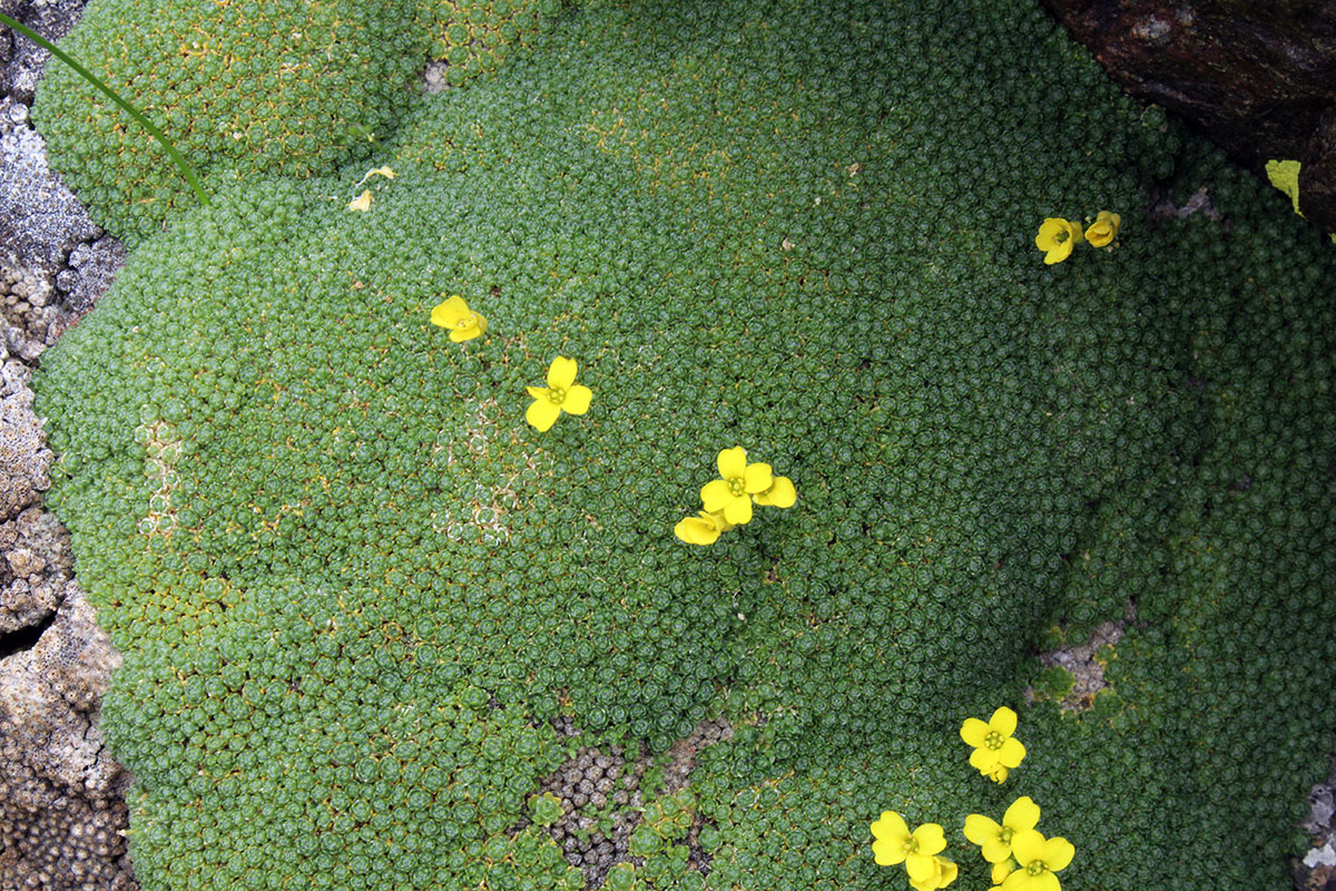 Изображение особи Draba bryoides.