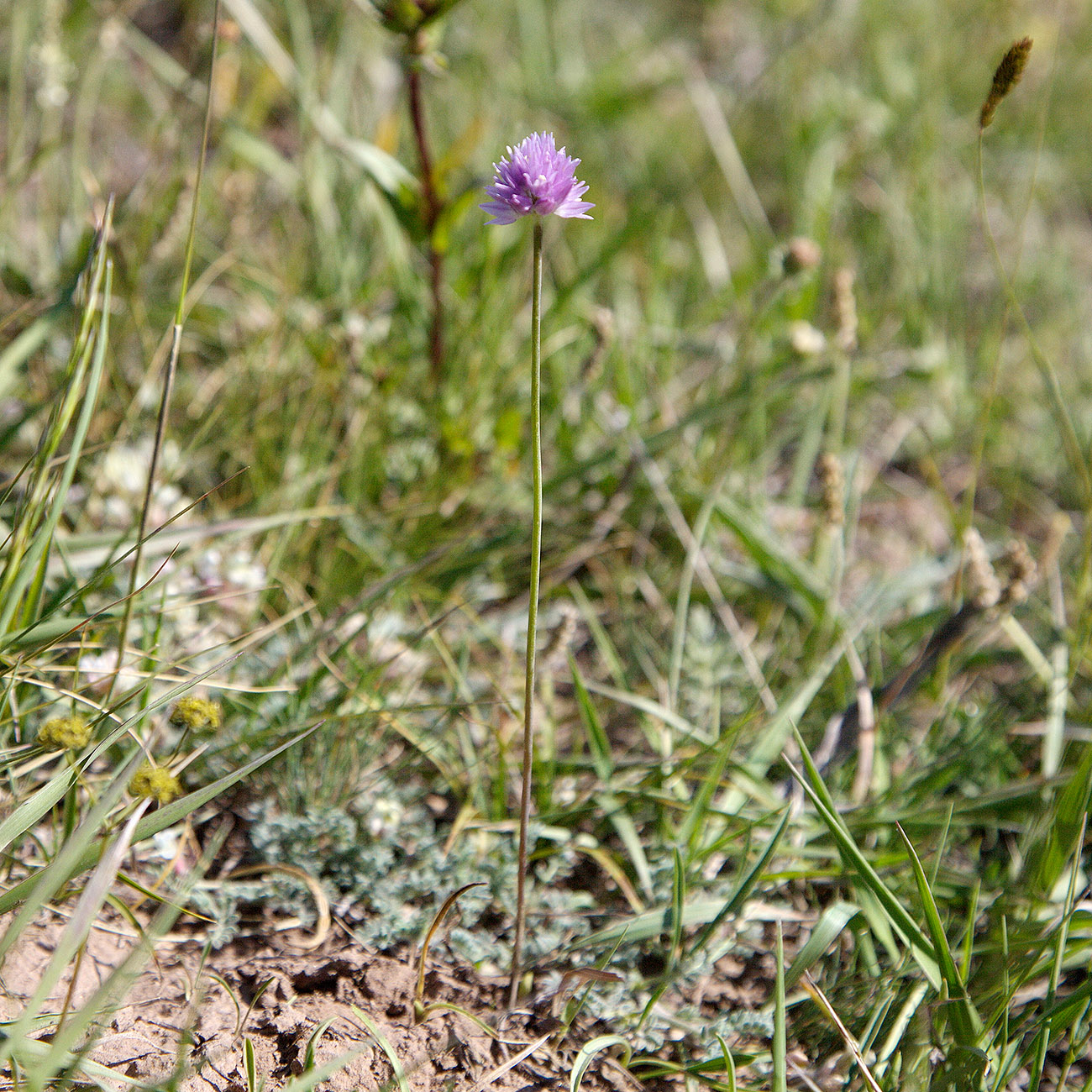 Изображение особи Allium schoenoprasoides.