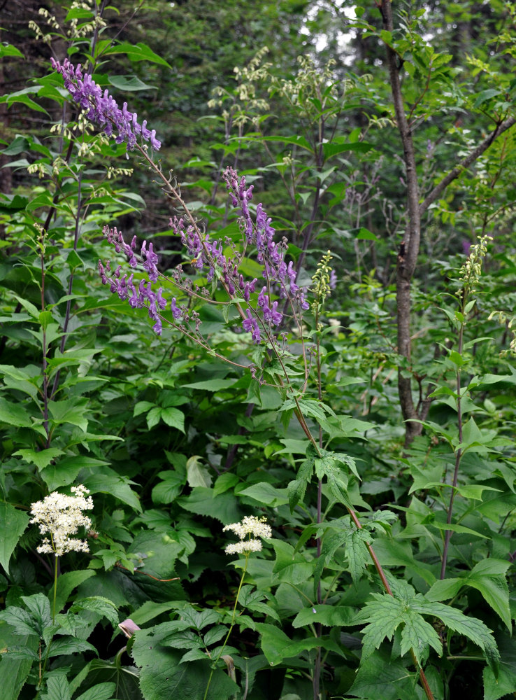 Image of Aconitum septentrionale specimen.