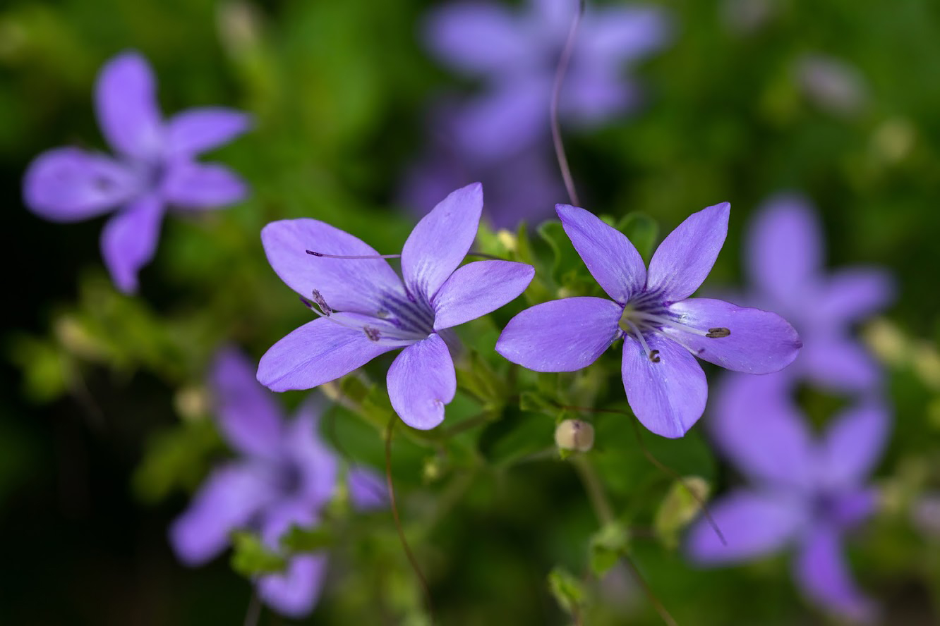 Изображение особи Barleria obtusa.