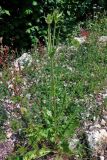 Dipsacus laciniatus. Расцветающее растение. Сербия, национальный парк Тара, плоскогорье Равна Тара, западный берег оз. Заовине, каменистый склон на опушке смешанного леса. 11.07.2019.