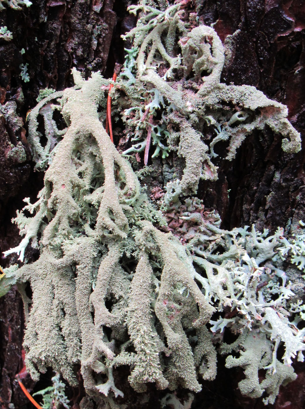 Image of Pseudevernia furfuracea specimen.