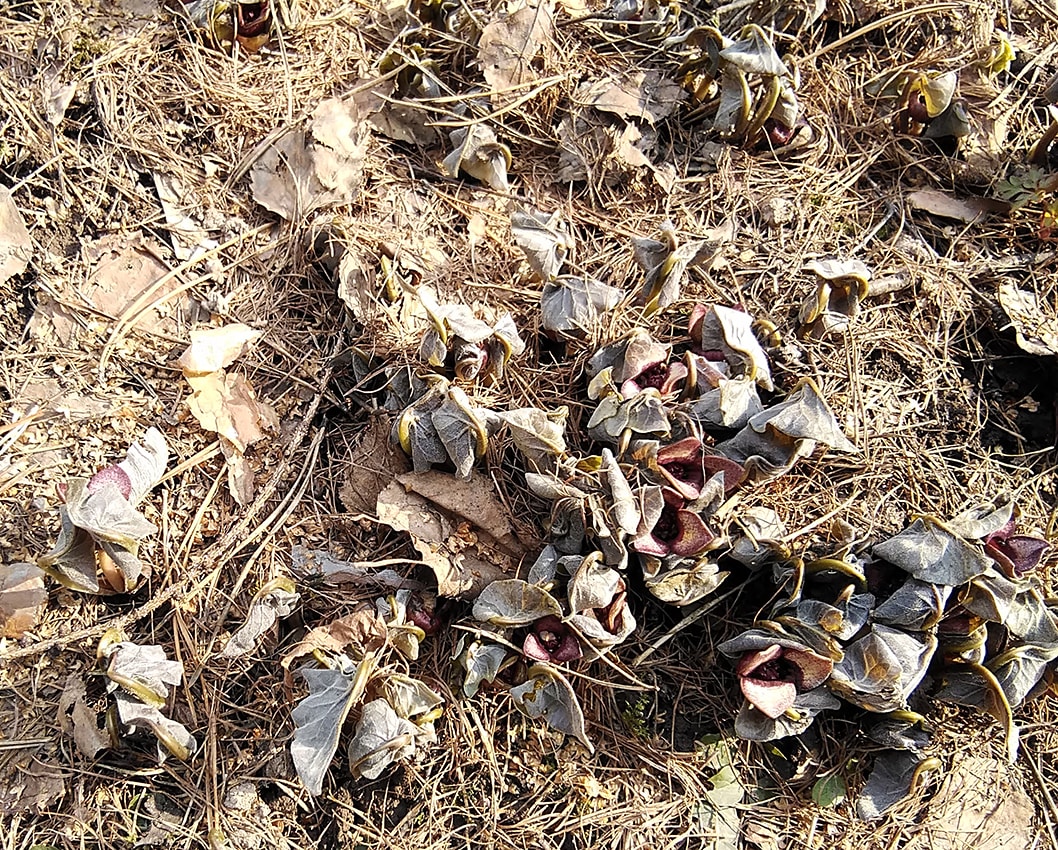 Image of Asarum sieboldii specimen.