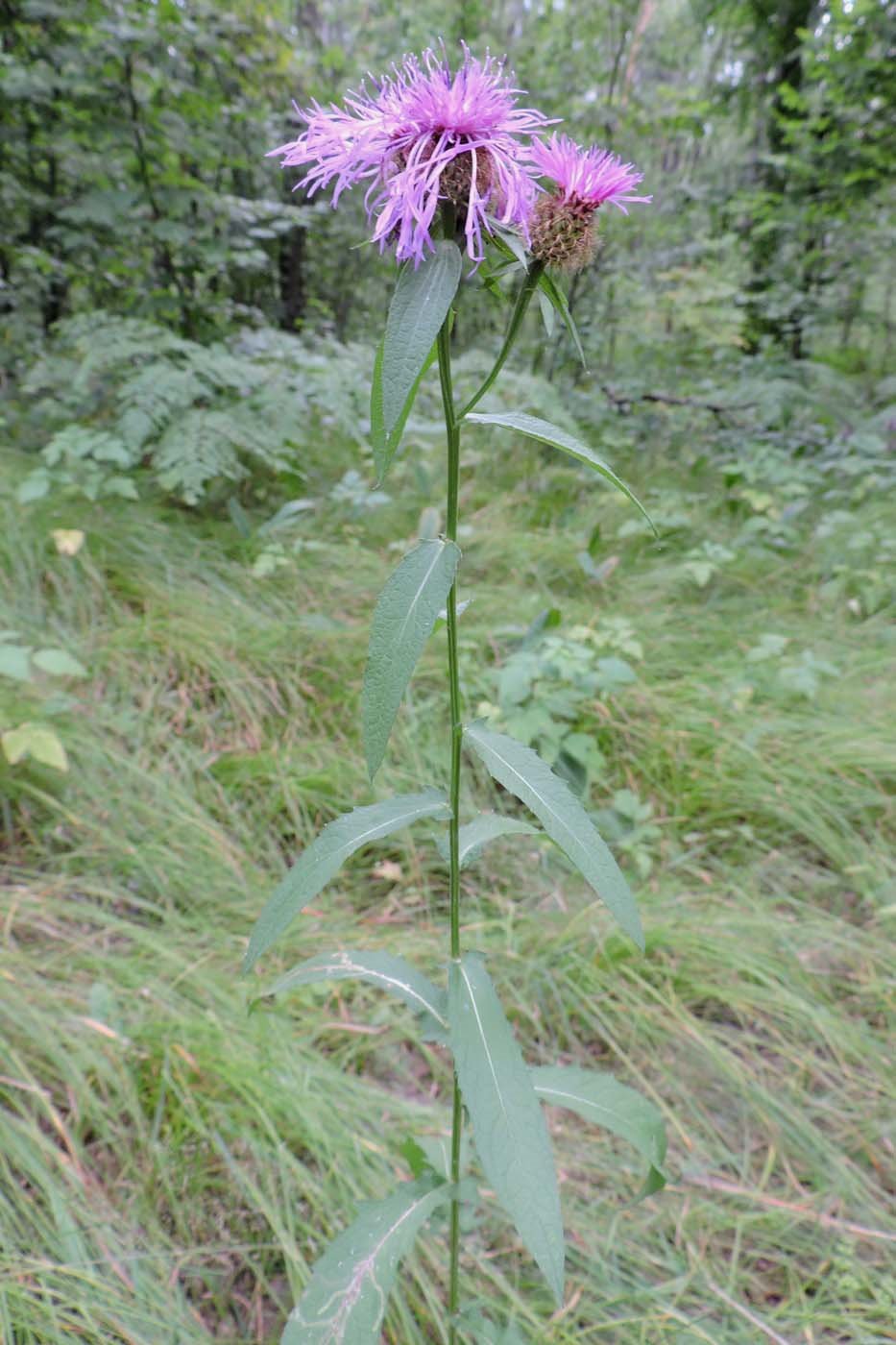 Изображение особи род Centaurea.