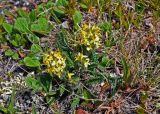 Pedicularis oederi