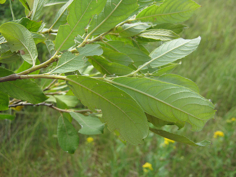 Image of Salix cinerea specimen.