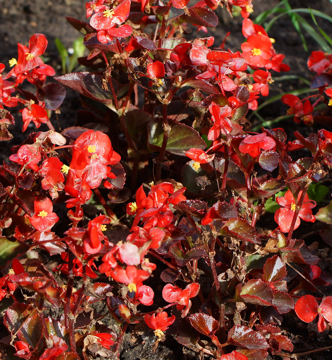 Изображение особи Begonia &times; hortensis.