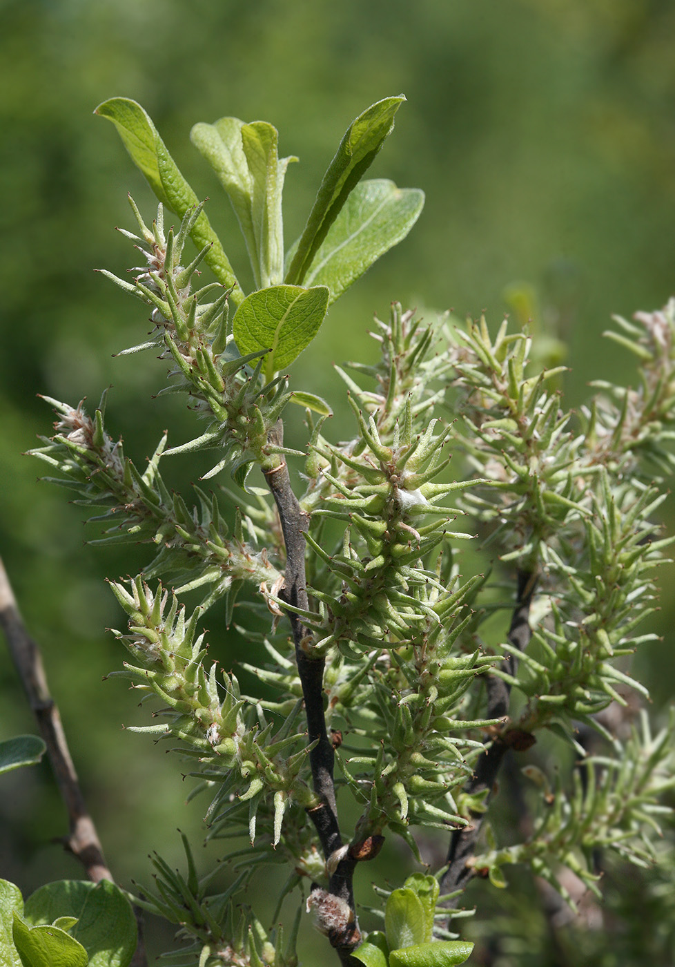 Image of Salix aurita specimen.