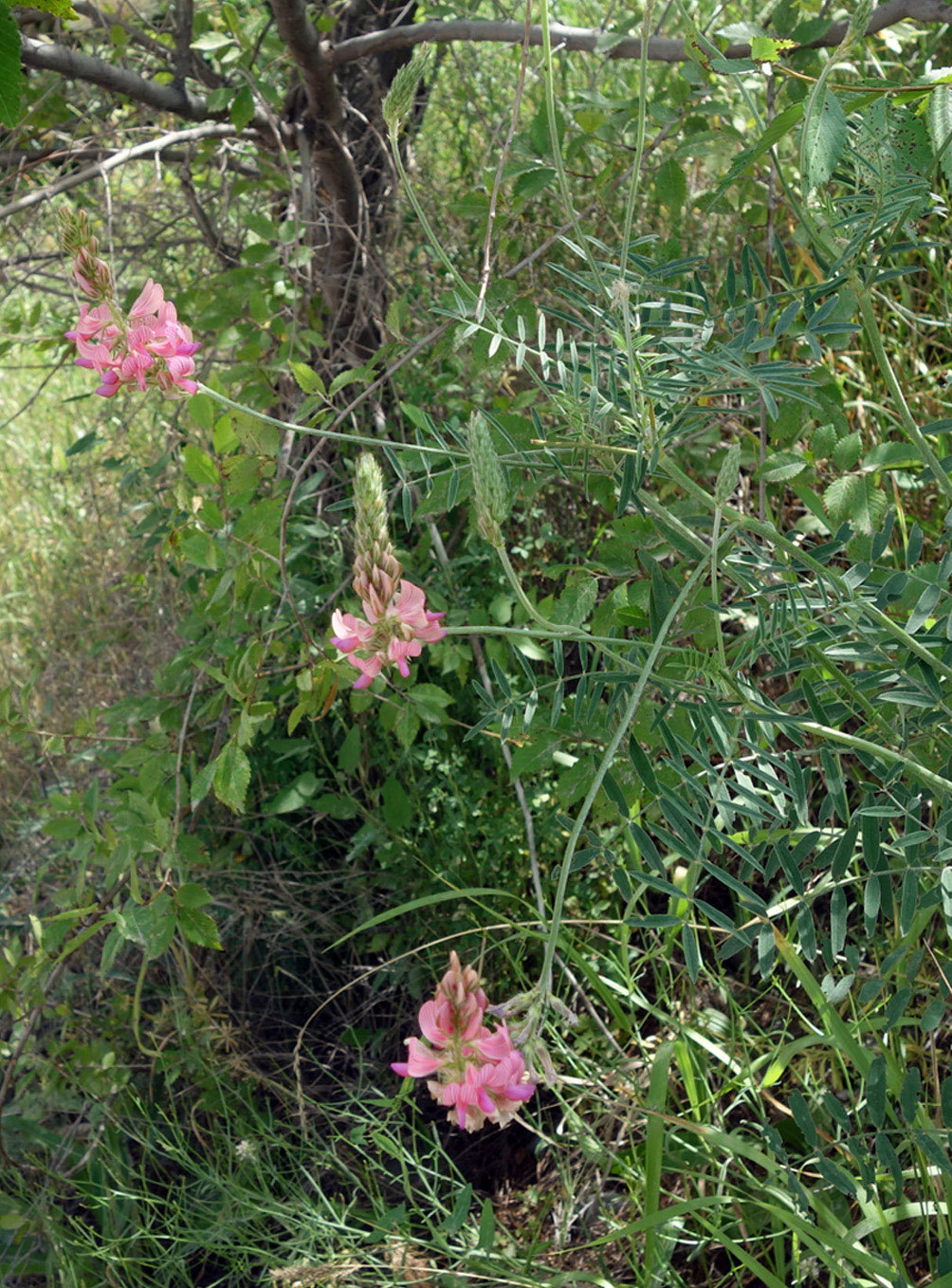 Изображение особи Onobrychis arenaria.