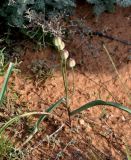 Tulipa biflora. Плодоносящее растение. Астраханская обл., Богдинско-Баскунчакский заповедник, гора Большое Богдо, сухой склон. 01.05.2019.