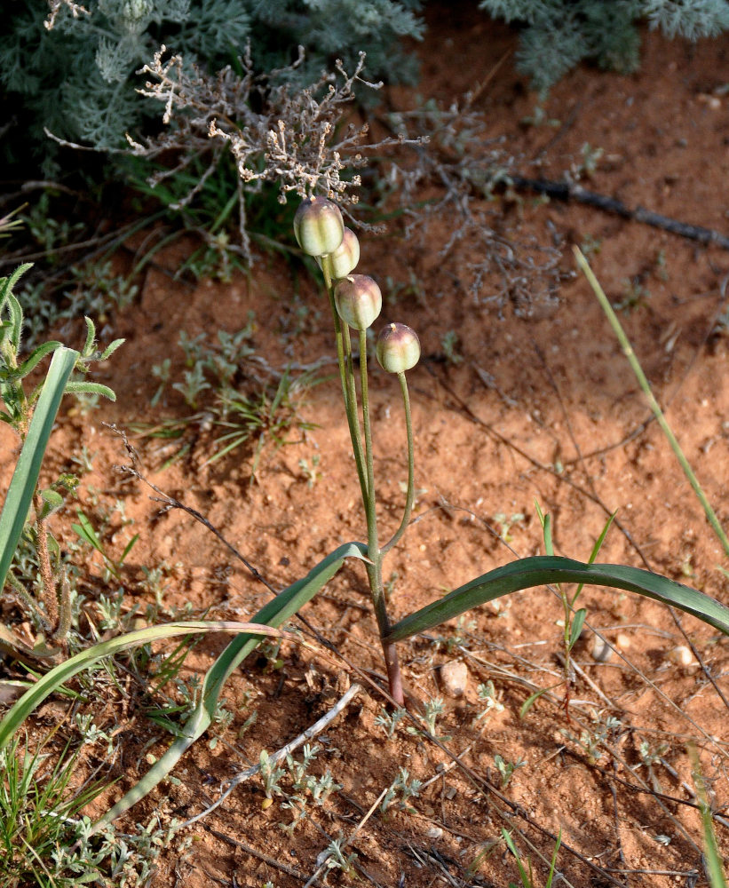 Изображение особи Tulipa biflora.