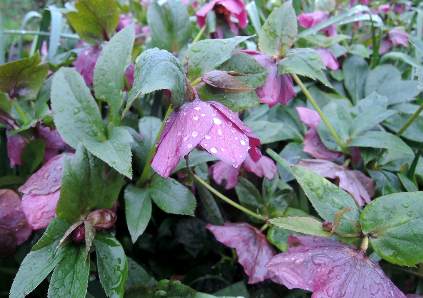 Image of genus Helleborus specimen.