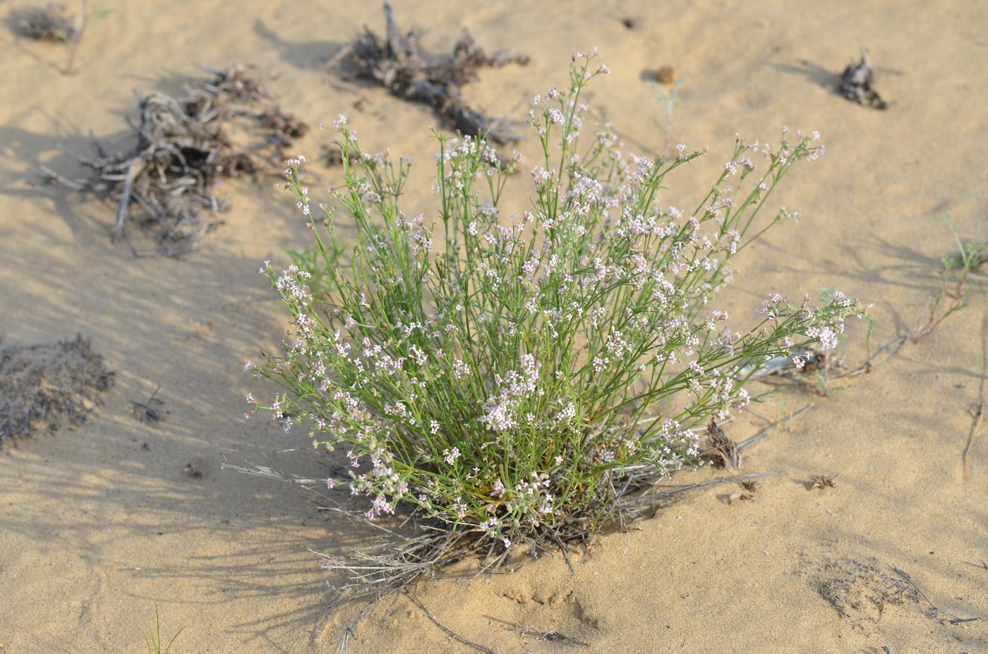 Изображение особи Asperula danilewskiana.