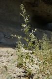 Atriplex rosea