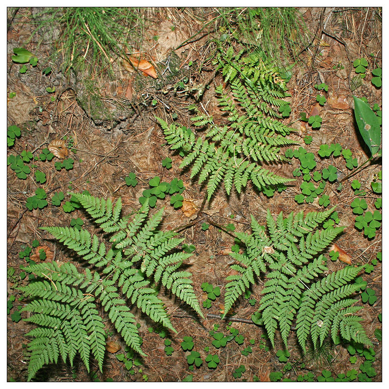Image of Dryopteris expansa specimen.