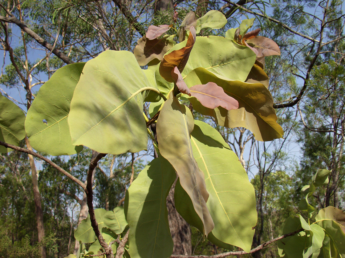 Image of genus Terminalia specimen.