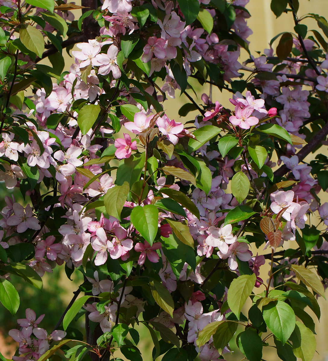 Image of Malus × purpurea specimen.