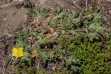 Potentilla callieri. Цветущее растение. Ростовская обл., Мясниковский р-н, окр. хут. Недвиговка, Каменная балка, степной каменистый склон. 26.04.2020.