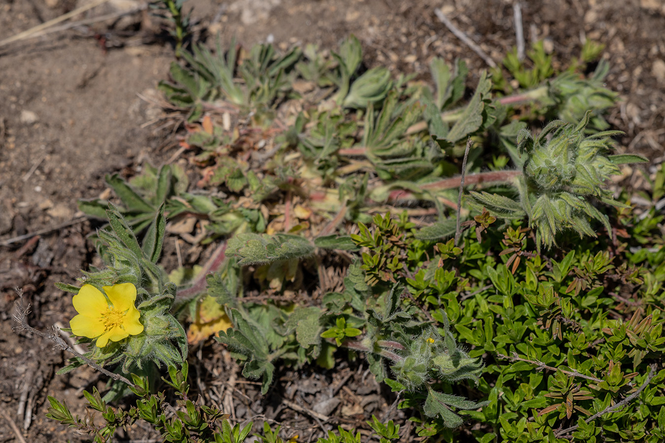 Image of Potentilla callieri specimen.