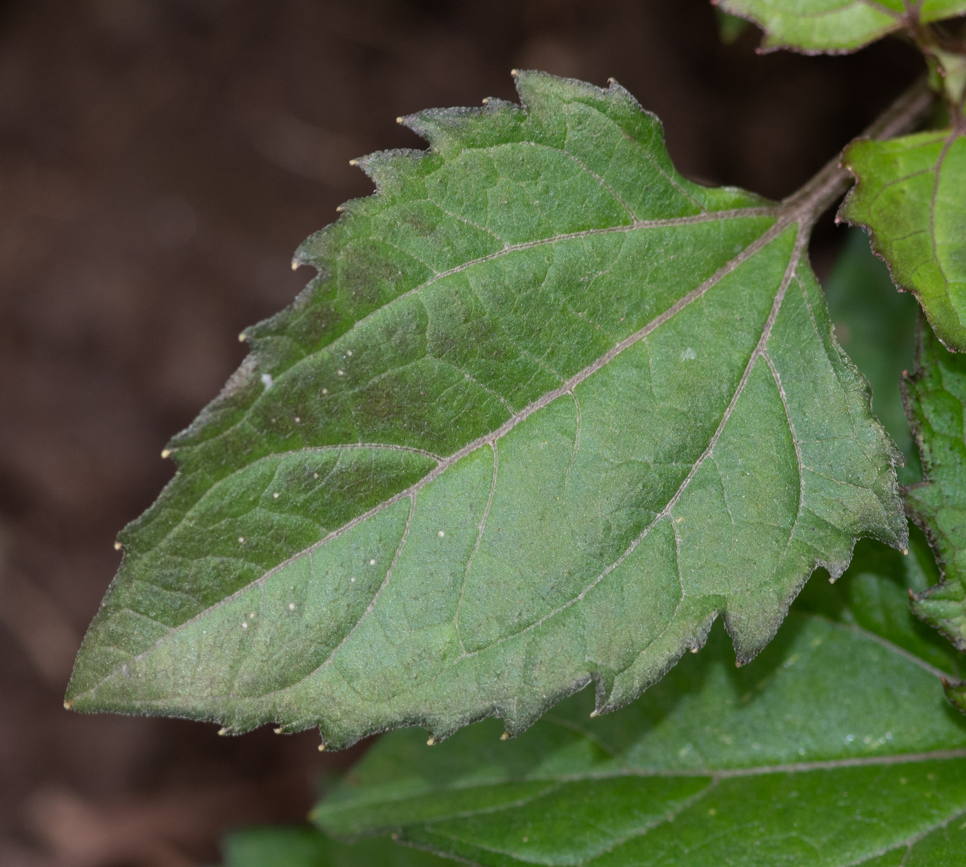 Изображение особи Acmella ciliata.