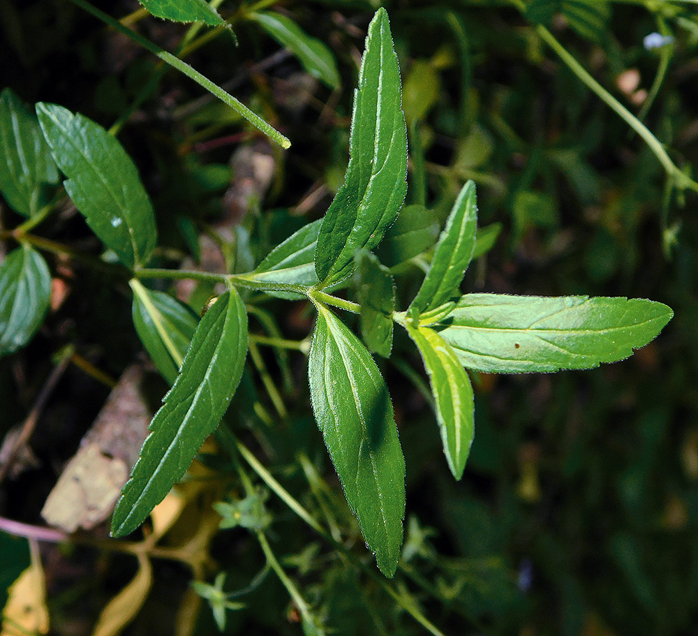 Image of Veronica umbrosa specimen.