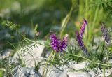 Vicia tenuifolia. Часть веточки цветущего растения. Краснодарский край, Крымский р-н, станица Неберджаевская, приусадебный участок, сорное. 03.06.2020.